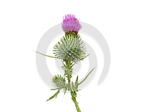 Thistle photo