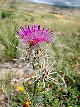 Thistle