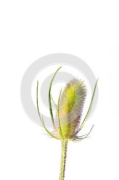 Thistle photo