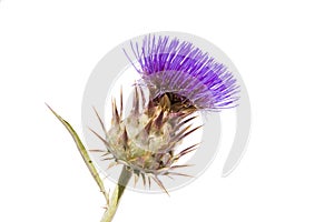 Thistle