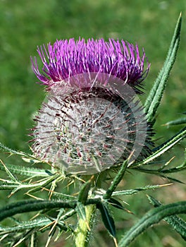 Thistle