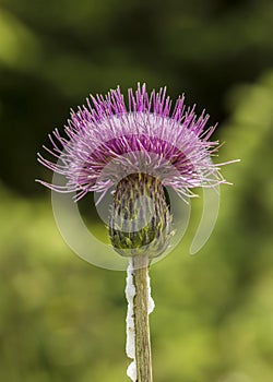 Thistle