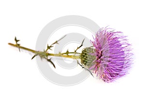 Thistle