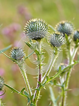 Thistle