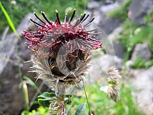 Thistle