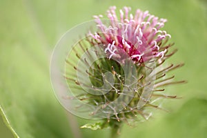Thistle