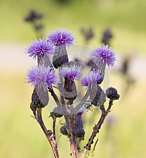Thistle