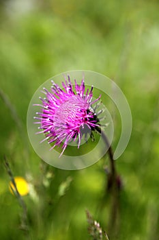 Thistle