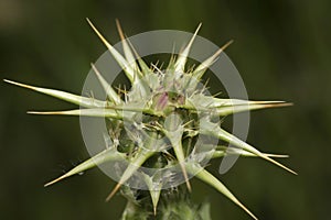 Thistle photo