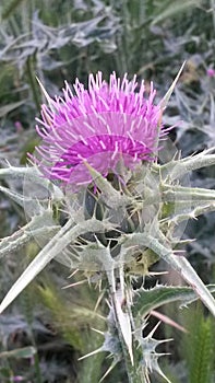 Thistle