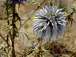 Thistle