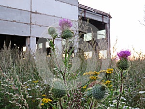 Thistle or acantholus lat. Carduus acanthoides