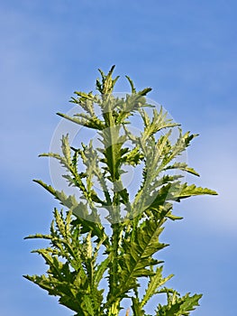 Thistle against the blue sky