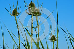 Thistle, ancestral tool for carding, lerida photo