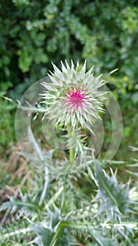 Thistle baby plant