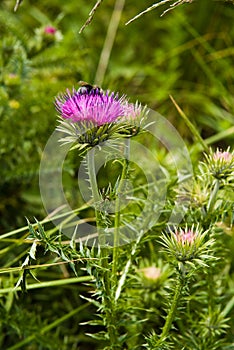 Thistle and the Bee
