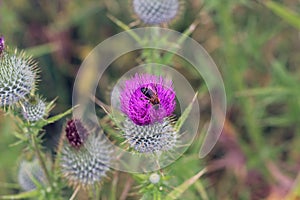 Thistle Bee