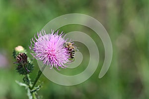 Thistle bee