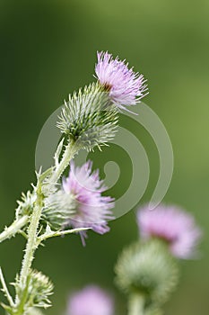 Thistle bloom