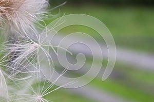 Thistle blooming. Background of the fluff of thistle