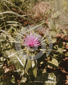 Thistle in blooms