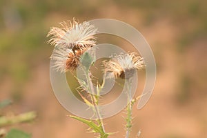 Thistle Blossoms