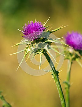 Thistle on blurred background