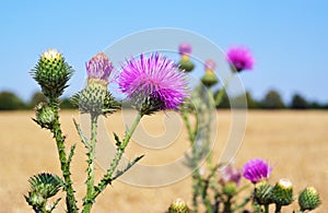 Thistle buds and flowers on a summer field. Carduus is the symbol of Scotland.