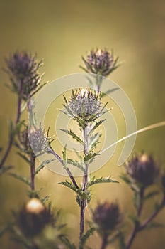 Thistle - Buds - Vintage-Look