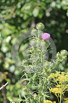 Thistle, Bull Cirsium vulgare