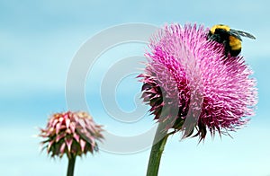 Thistle with Bumble Bee