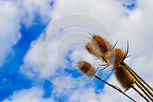 Thistle - burdock. Dry thistle in the field