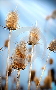 Thistle - burdock - velcro