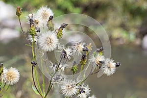 Thistle Bush with white fluffy flowers.