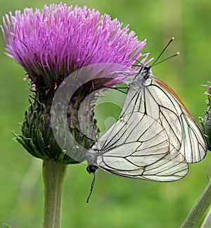 Thistle with butterflies