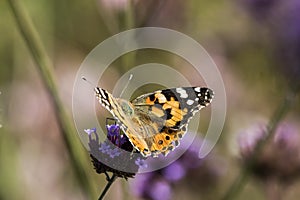 thistle butterfly on Verbena bonariensis