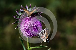 Thistle and Butterflys