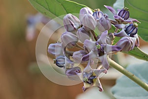 Thistle Calotropis gigantea A large herbaceous plant also called Kapok Duri.