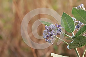 Thistle Calotropis gigantea A large herbaceous plant also called Kapok Duri.