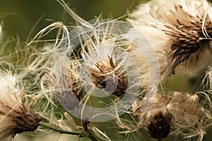 Thistle capsule dispersing seeds