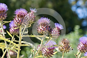 Thistle. Cardoon Cynara cardunculus or artichoke thistle selec photo