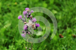 Thistle - Carduus acanthoides