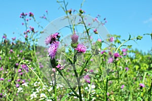 Thistle Carduus acanthoides grows in nature in summer