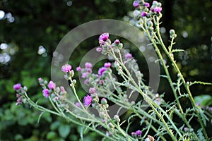 Thistle (Carduus acanthoides) grows in nature in summer photo