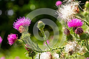 Thistle Carduus acanthoides grows in the wild in summer