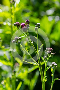 Thistle Carduus acanthoides grows in the wild in summer