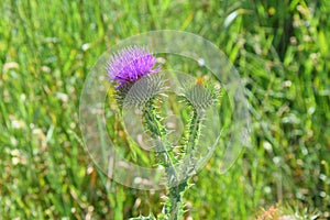 Thistle Carduus Wild Remedial Flower in Meadow