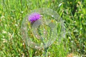 Thistle Carduus Wild Remedial Flower in Meadow photo