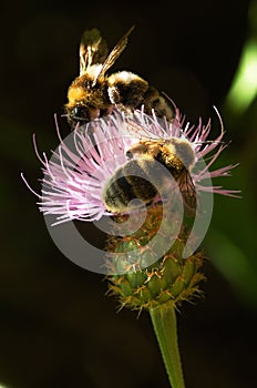 Thistle - Cheirolophus sempervirens - pollination by bumble bee