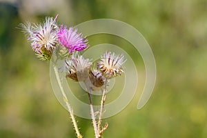 Thistle, Cirsium Arvense